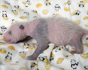 安住紳一郎　2017年上野パンダ赤ちゃん誕生と世間の変化を語る