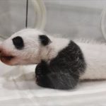 安住紳一郎 2018年和歌山パンダの赤ちゃん名前予想プロジェクトを始動する