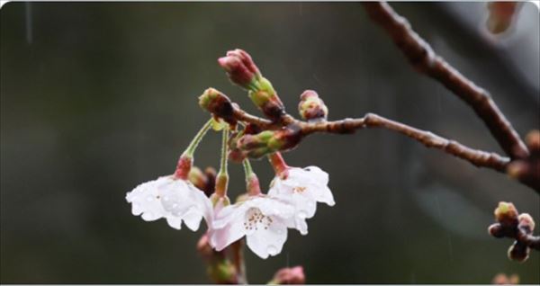 安住紳一郎　2020年東京・桜の開花宣言を語る